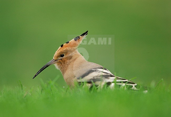 Hop foeragerend op de grond; Hoopoe foraging in the ground stock-image by Agami/Menno van Duijn,