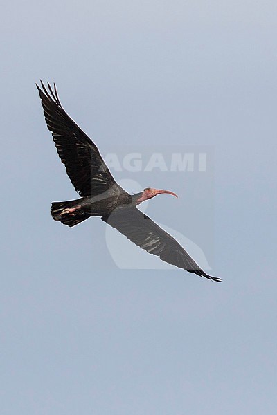 Heremietibis in vlucht, Northern Bald Ibis in flight stock-image by Agami/Dubi Shapiro,