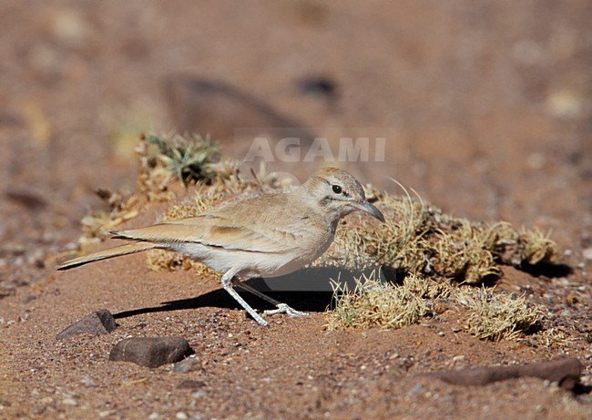 Witbandleeuwerik in halfwoestijn; Greater Hoopoe-Lark in semi desert stock-image by Agami/Markus Varesvuo,