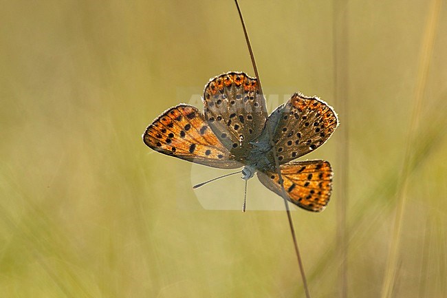 Bruine vuurvlinder / Sooty Copper (Lycaena tityrus) stock-image by Agami/Wil Leurs,