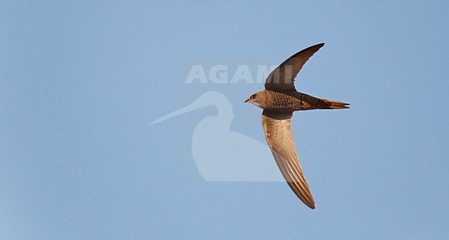 Vliegende Vale Gierzwaluw;Flying Pallid Swift stock-image by Agami/Ran Schols,