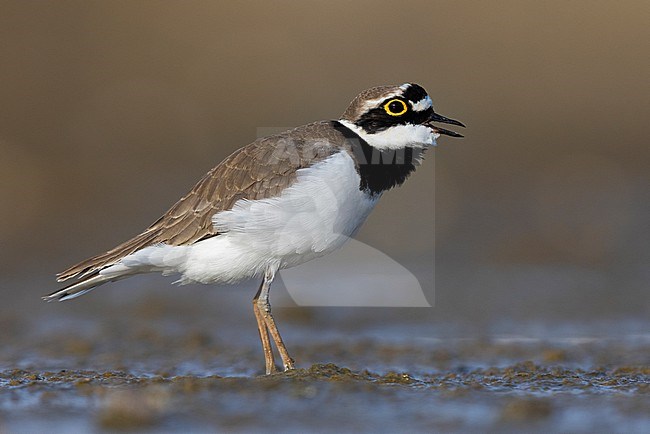 Little Ringed Plover (Charadrius dubius), side view of an adult male singing, Campania, Italy stock-image by Agami/Saverio Gatto,