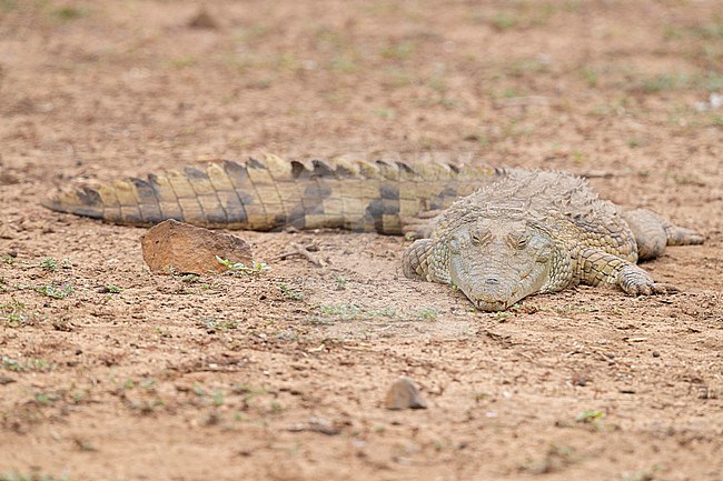 Nile Crocodile (Crocodylus niloticus), individual resting on the ground, Mpumalanga, South Africa stock-image by Agami/Saverio Gatto,
