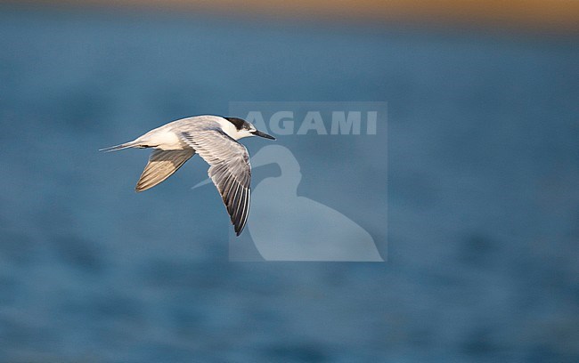 First-winter Roseate Tern (Sterna dougallii) in flight off the coast of Madagascar. Seen from the side, showing upper wing pattern. stock-image by Agami/Dani Lopez-Velasco,