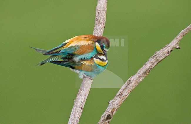 Parende Bijeneters op tak; Mating European Bee-eater on perch stock-image by Agami/Marc Guyt,