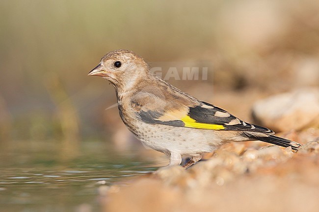 European Goldfinch, Putter,  Carduelis carduelis ssp. balcanica, Croatia, juvenile stock-image by Agami/Ralph Martin,