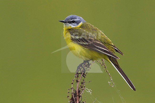 Sykes's Gele Kwikstaart; Sykes's Yellow Wagtail stock-image by Agami/Daniele Occhiato,