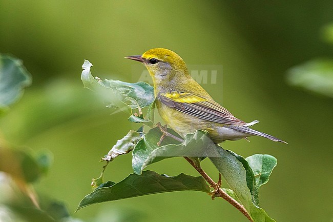 First winter Brewster's Warbler perched near Da Ponte, Corvo, Azores. October 21, 2015. stock-image by Agami/Vincent Legrand,