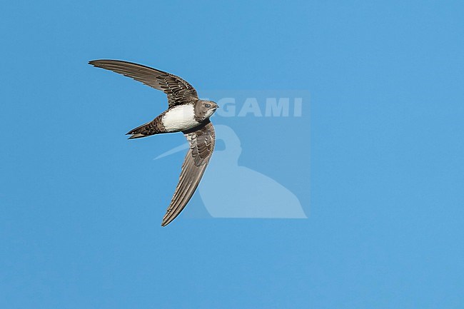 Alpine Swift (Tachymarptis melba) flying agains blue sky in Switzerland. stock-image by Agami/Marcel Burkhardt,