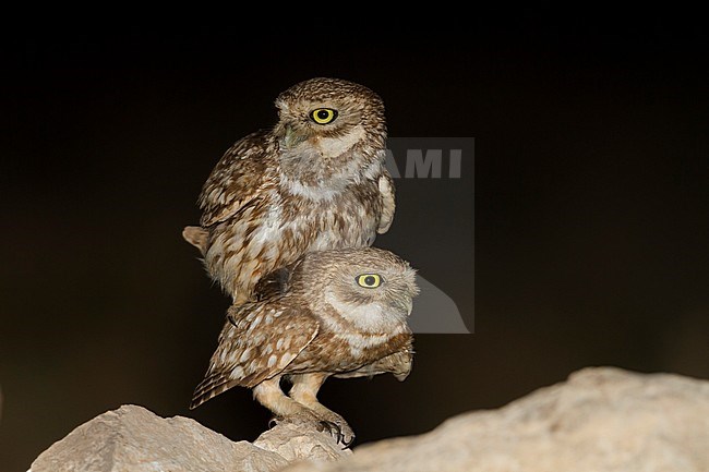 Little Owl - Steinkauz - Athene noctua saharae, Morocco, adult stock-image by Agami/Ralph Martin,