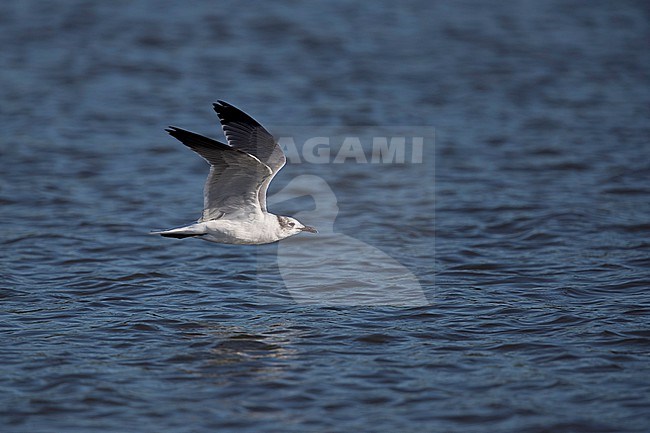 An adult Laughing Gull (Leucophaeus atricilla ssp. megalopterus) in winter plumage in flight close the water surface stock-image by Agami/Mathias Putze,