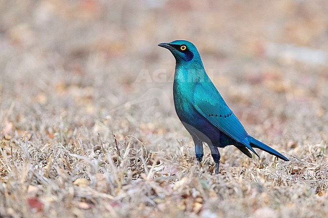 Greater Blue-eared Starling (Lamprotornis chalybaeus), adult standing on the ground, Mpumalanga, South Africa stock-image by Agami/Saverio Gatto,