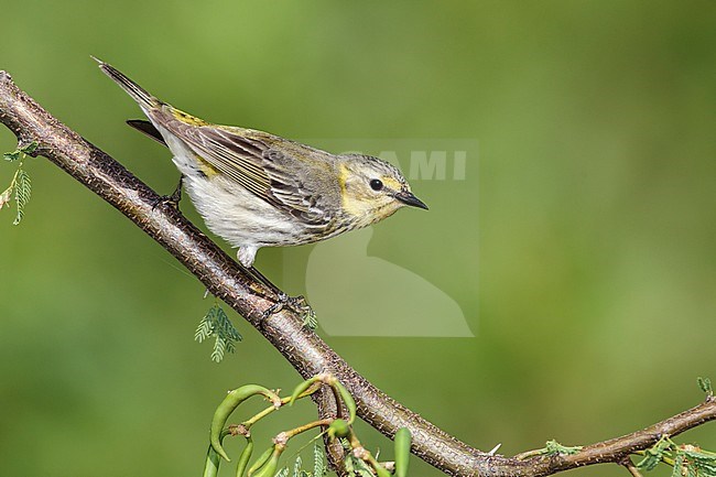 Adult female breeding
Galveston Co., TX
May 2012 stock-image by Agami/Brian E Small,