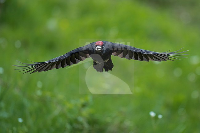 Black woodpecker (Dryocopus martius) in Spain, flying to the next tree against a green background. stock-image by Agami/Marcel Burkhardt,