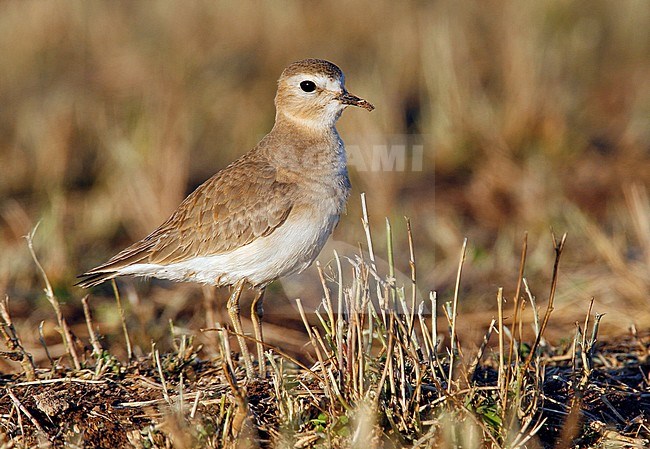 Adult non-breeding
Imperial Co., CA
January 2007 stock-image by Agami/Brian E Small,