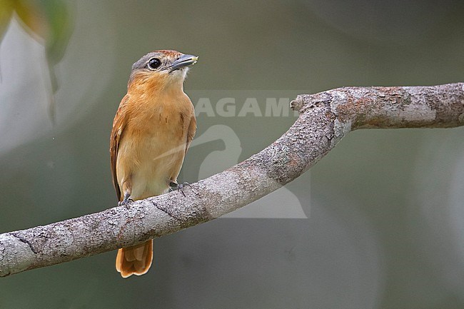 Chestnut-crowned Becard (Pachyramphus castaneus saturatus) at Mitu, Vaupes, Colombia. stock-image by Agami/Tom Friedel,