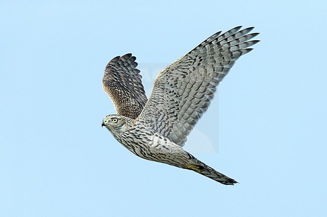 Northern Goshawk (Accipiter gentilis gentilis) stock-image by Agami/Dick Forsman,