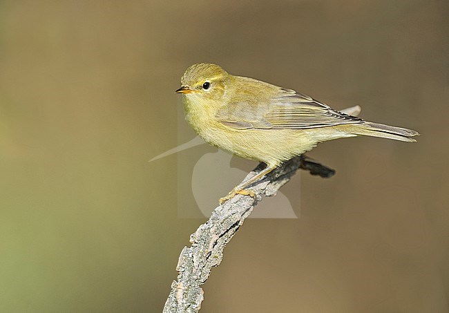 Willow Warbler, Fitis stock-image by Agami/Alain Ghignone,