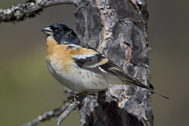 Brambling adult male perched on branch; Keep volwassen man zittend op tak stock-image by Agami/Daniele Occhiato,