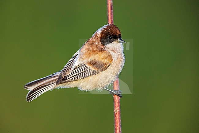 Male Caspian Penduline-Tit perched on a branch in Atyrau, Kazakhstan. May 2017. stock-image by Agami/Vincent Legrand,