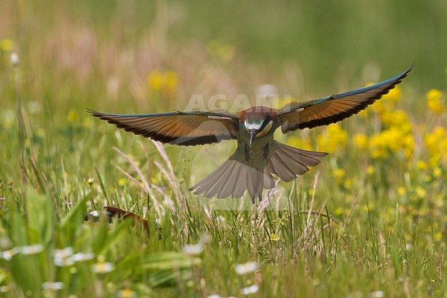 Bijeneter in vlucht, European Bee-eater in flight stock-image by Agami/Daniele Occhiato,