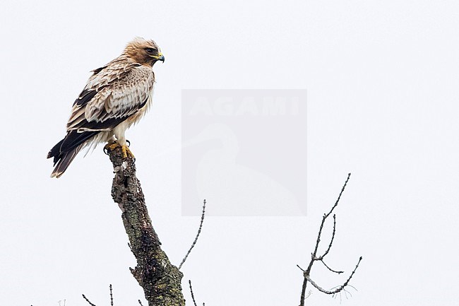 Booted Eagle (Hieraaetus pennatus) in Spain (Andalucia), adult, pale morph stock-image by Agami/Ralph Martin,