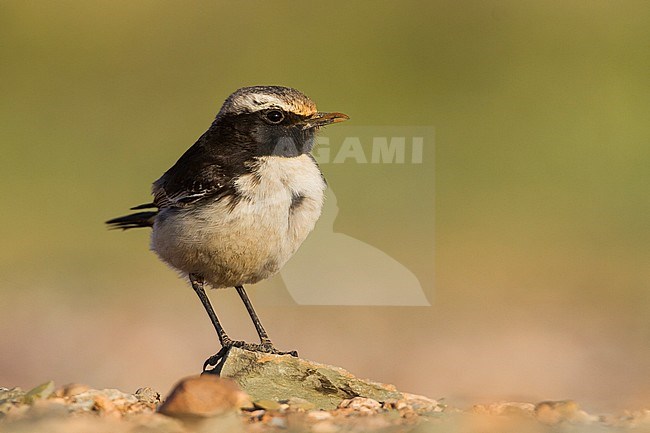 Red-rumped Wheatear - Fahlbürzel-Steinschmätzer - Oenanthe moesta, Morocco, adult male stock-image by Agami/Ralph Martin,