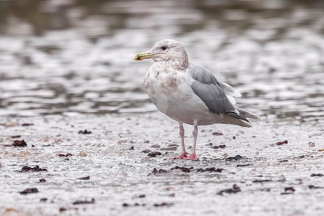 Adult winter Glaucous-winged Gull
(Larus glaucescens) sitting in Arhus, Jutland, Denmark. stock-image by Agami/Vincent Legrand,