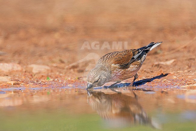 Linnet, Kneu, Carduelis cannabina ssp. mediterranea, Mallorca, adult male stock-image by Agami/Ralph Martin,