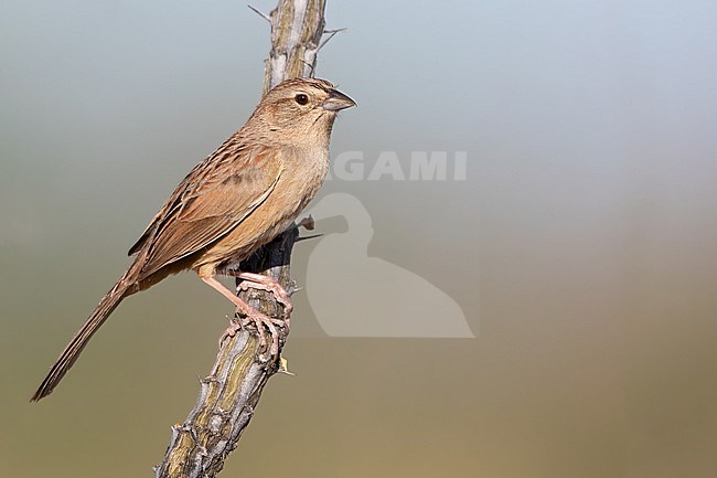 Botteri's sparrow (Peucaea botterii) in North-America. stock-image by Agami/Dubi Shapiro,