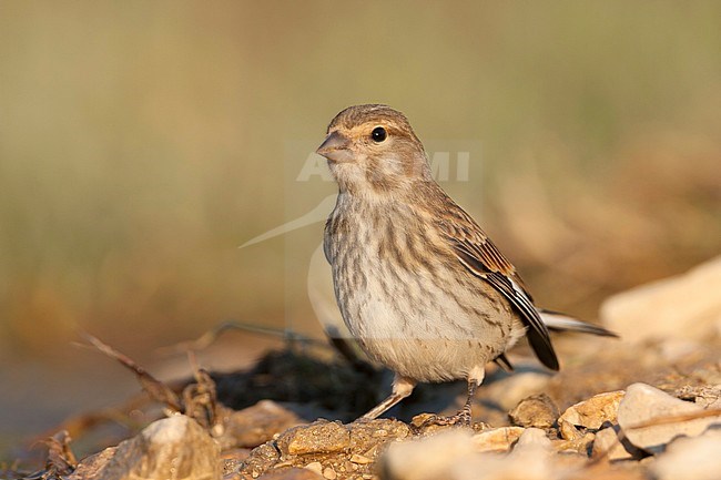 Linnet - BluthÃ¤nfling - Carduelis cannabina ssp. mediterranea, Croatia, 1st cy stock-image by Agami/Ralph Martin,