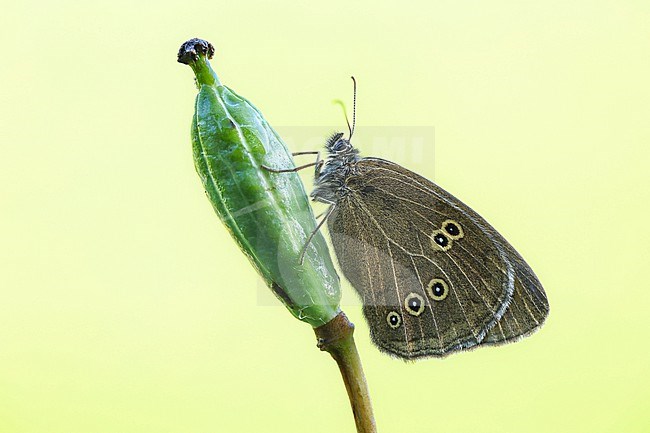 Ringlet, Aphantopus hyperantus stock-image by Agami/Wil Leurs,