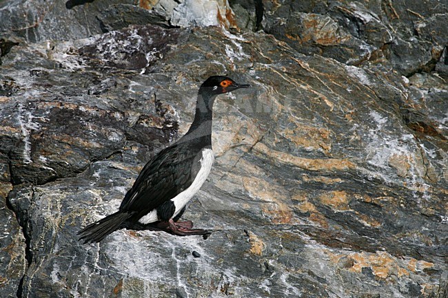 Adult Rock Shag (Leucocarbo magellanicus) on rocky shore in southern Argentina. stock-image by Agami/Marc Guyt,