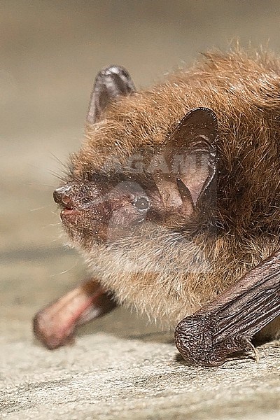 Daubenton's bat, Myotis daubentonii stock-image by Agami/Theo Douma,