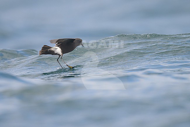 Wilson's storm petrel (Oceanites oceanicus), showing its yellow webs, with the sea as background. stock-image by Agami/Sylvain Reyt,