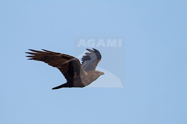 Bruinnekraaf in vlucht; Brown-necked Raven in flight stock-image by Agami/Ralph Martin,