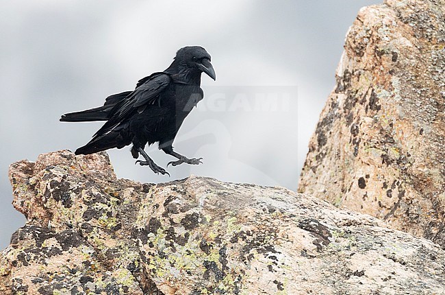 Common Raven (Corvus corax) in Bulgaria. Jumping from one place on a rock to another. stock-image by Agami/Marc Guyt,