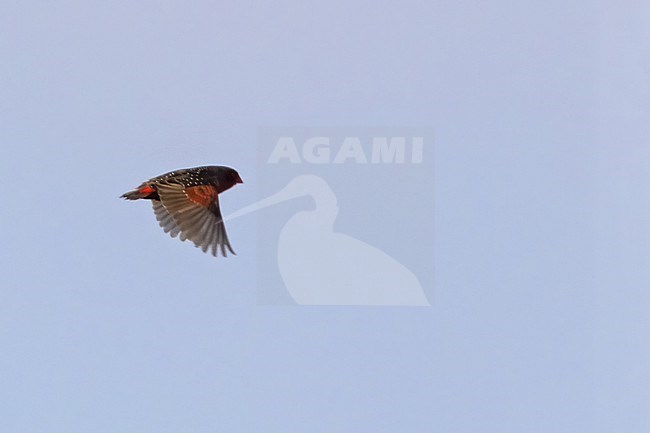 Locust Finch (Paludipasser locustella) in flight in Tanzania. stock-image by Agami/Dubi Shapiro,