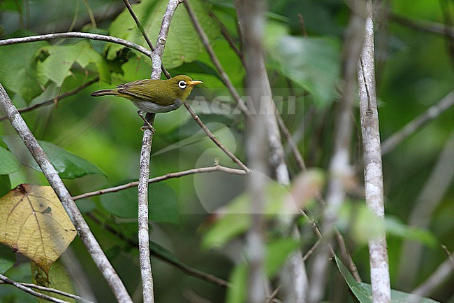 Wangi wangi White-eye (Zosterops sp. nov.) in Indonesia. in undergrowth near the village of Wanci on Wangiwangi Island. stock-image by Agami/James Eaton,