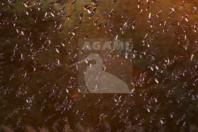 A flock of Common Starlings (Sturnus vulgaris) in the back light. stock-image by Agami/Mathias Putze,