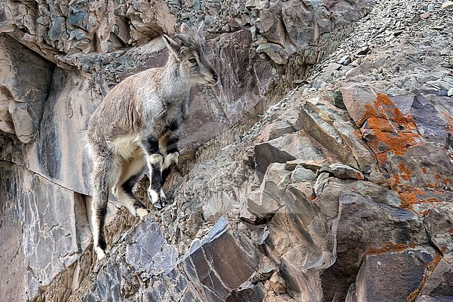 Young male (Pseudois nayaur) aka Himalayan Blue Sheep steady in Rumbak valley, Ladakh, India. stock-image by Agami/Vincent Legrand,