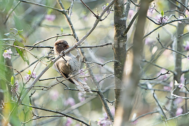 Brown Parrotbill, Paradoxornis unicolor, in Nepal. Also known as Brown suthora. stock-image by Agami/Dani Lopez-Velasco,