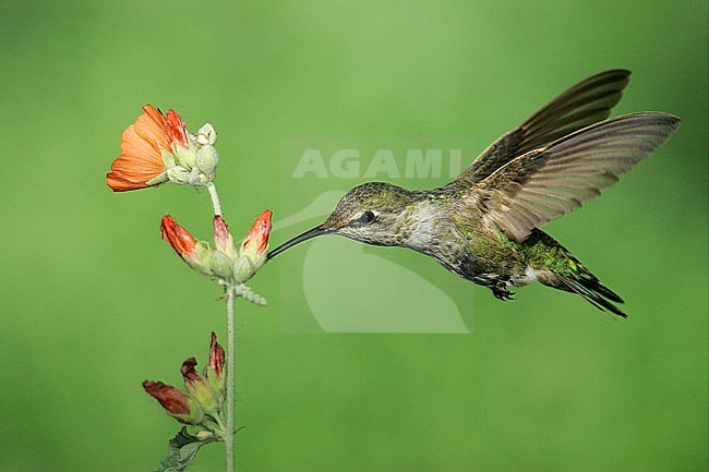 Adult female
Kern Co., CA
May 2005 stock-image by Agami/Brian E Small,