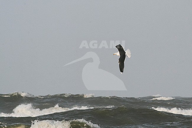 Grote Mantelmeeuw; Great Black-backed Gull; Larus marinus, Germany, adult stock-image by Agami/Ralph Martin,