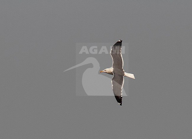 Adult summer Heuglin's Gull (Larus heuglini) showing upperwing during spring migration past Egypt stock-image by Agami/Edwin Winkel,