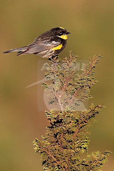 Adult male Goldman's Warbler (Setophaga goldmani) perched on a branch in a rainforest in Guatemala. Sometimes considered a subspecies of Yellow-rumped Warbler. stock-image by Agami/Dubi Shapiro,