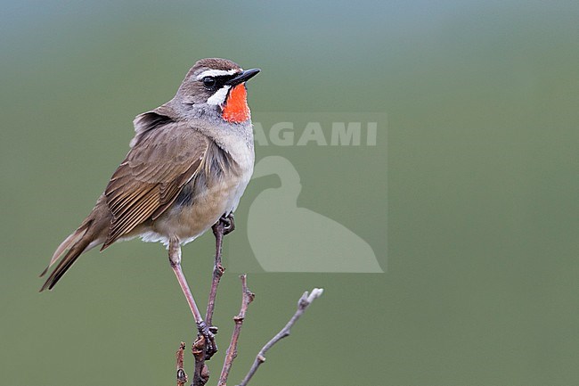 Siberian Rubythroat - Rubinkehlchen - Luscinia calliope, Russia (Ural), adult male stock-image by Agami/Ralph Martin,