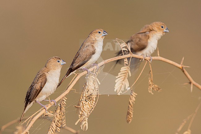 African Silverbill (Euodice cantans), small flock perched on a branch stock-image by Agami/Saverio Gatto,