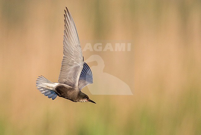 Zwarte Stern volwassen in vlucht; Black Tern adult flying stock-image by Agami/Menno van Duijn,