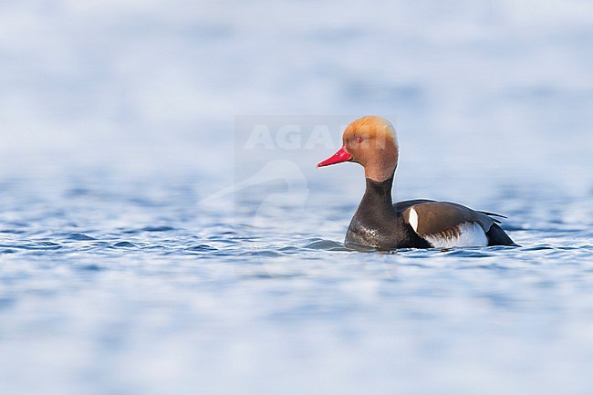 Red-crested Pochard - Kolbenente - Netta rufina, Germany, adult male stock-image by Agami/Ralph Martin,